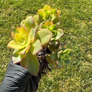 Aeonium "Kiwi"  Succulent Plant